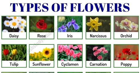 10 different types of flowers.